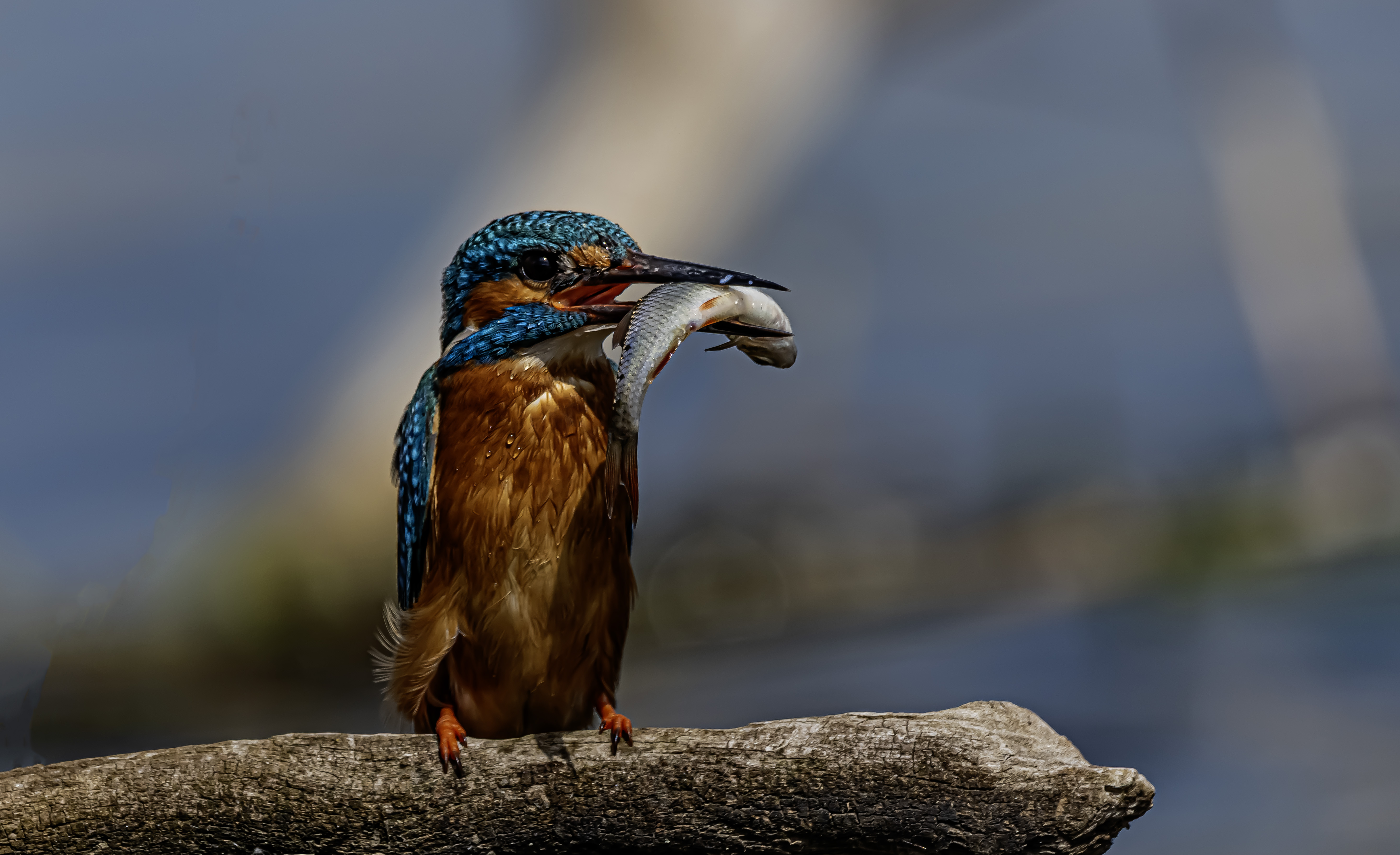 Lubw Szlihta 1.jpg (2.42 MB)