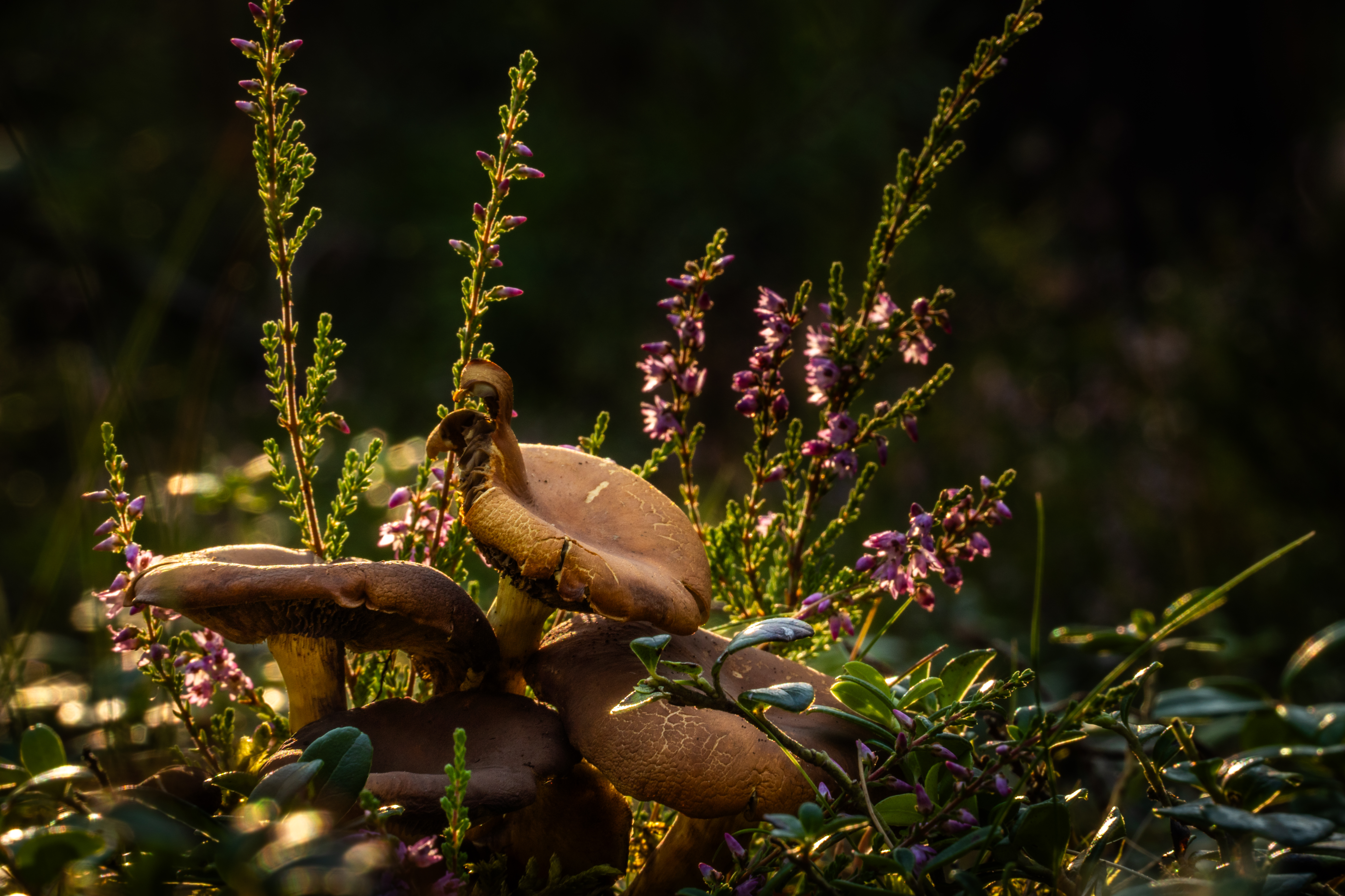 _DSC8195-2.jpg (9.08 MB)